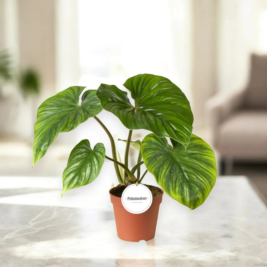 Gardenaria Philodendron 'Plowmanii' - Pianta da interno ornamentale Altezza: 30 cm (vaso 12)