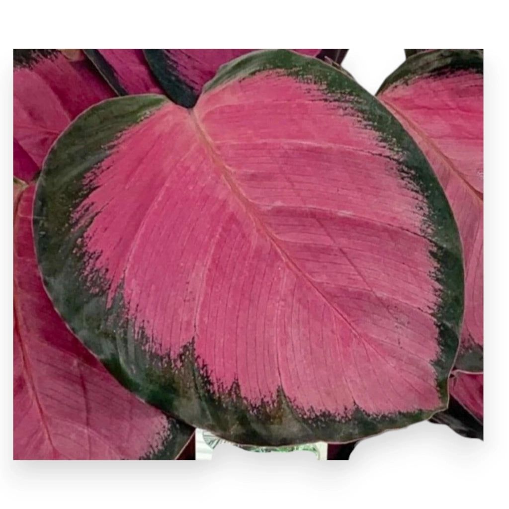 Gardenaria Calathea roseopicta 'Crimson' - Pianta da interno ornamentale Altezza: 45 cm (vaso 14)