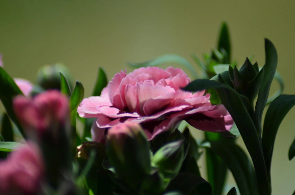 DIANTHUS KAORI (GAROFANO) VASO 18