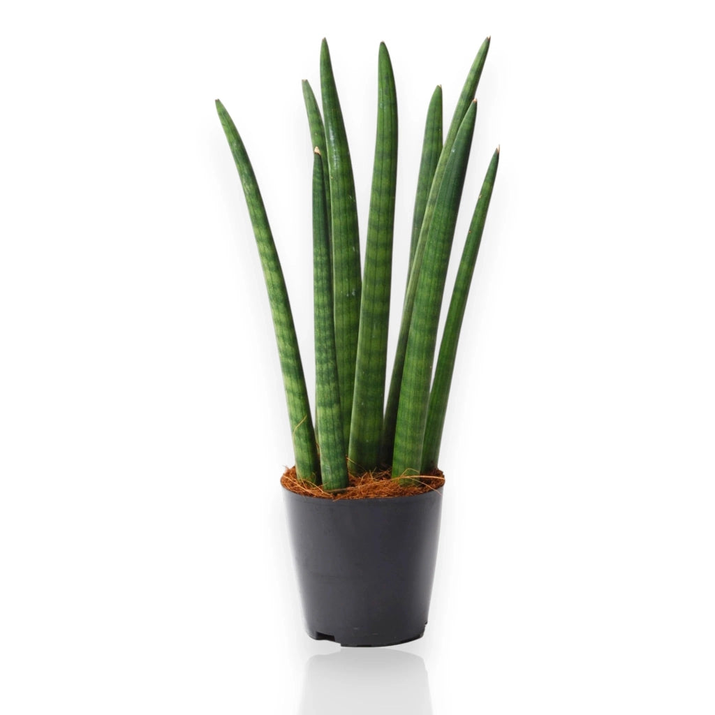 Gardenaria Sansevieria cylindrica 'Spaghetti' - Pianta da interno ornamentale Altezza: 40 cm (vaso 12)