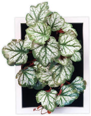 Heuchera Kunst Bladplant, 25 x 29 cm, con cornice decorativa, ideale per uffici, salotti, camere da letto, cucine, studi e altro. Senza manutenzione.