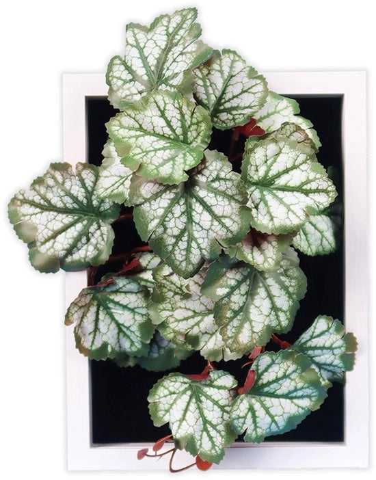 Heuchera Kunst Bladplant, 25 x 29 cm, con cornice decorativa, ideale per uffici, salotti, camere da letto, cucine, studi e altro. Senza manutenzione.