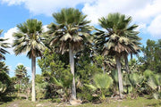Copernicia gigas H 3,5 m vaso 70 – Palma tropicale gigante a ventaglio palma rara foto reale