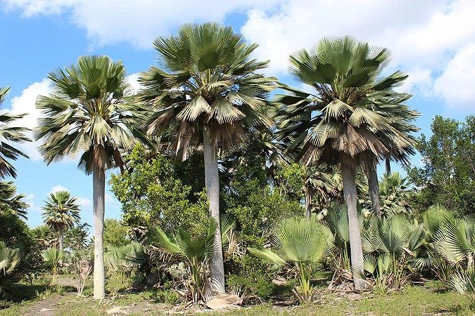 Copernicia gigas H 3,5 m vaso 70 – Palma tropicale gigante a ventaglio palma rara foto reale