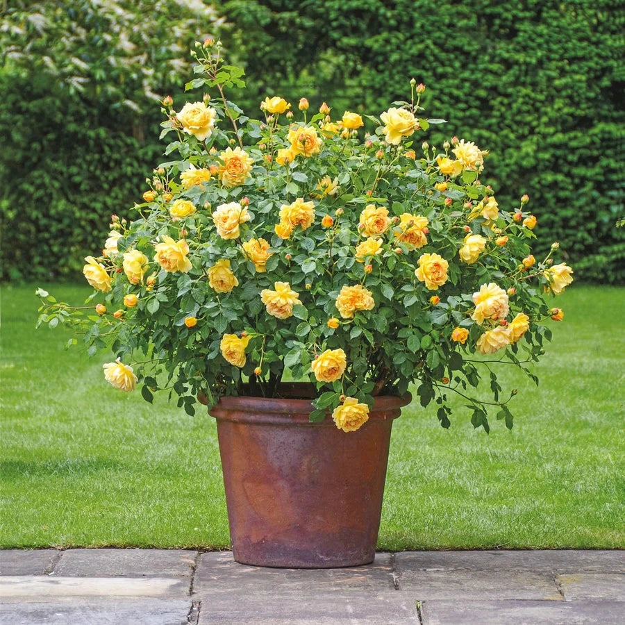 Gardenaria Rosa 'Golden Celebration' - Rosa da giardino Altezza: 40/50 cm (vaso20)
