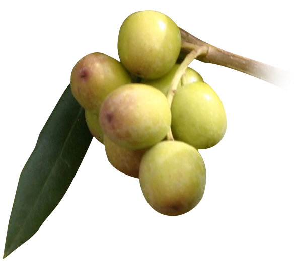 Pianta di Olivo Arbequina Certificata ulivo arbequina H 140 cm