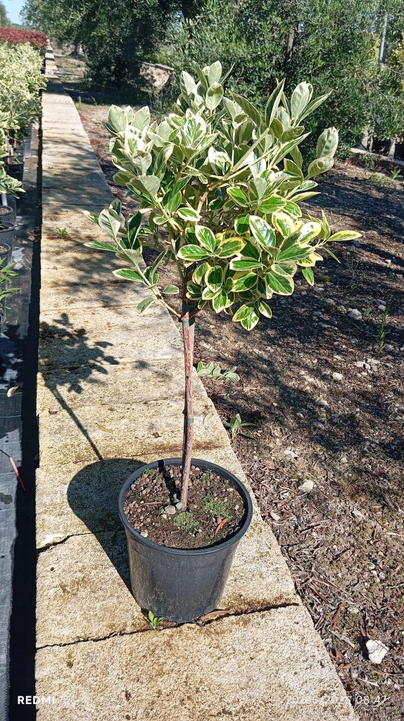 EUONYMUS JAPONICUS ALB.24 1/4 FUSTO ALBOMARGINATUS