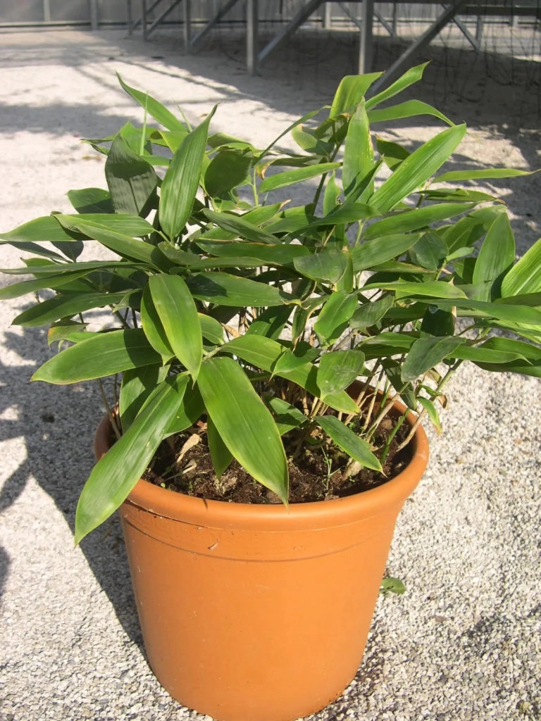 Gardenaria Bambù Nano Veitchii - Sasa veitchii - Bambù ornamentale da esterno Altezza: 30 cm (vaso 16)