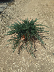 Ginepro Juniperus Horizontalis Blue Chip Vaso 24 cm Conifera Tappezzante