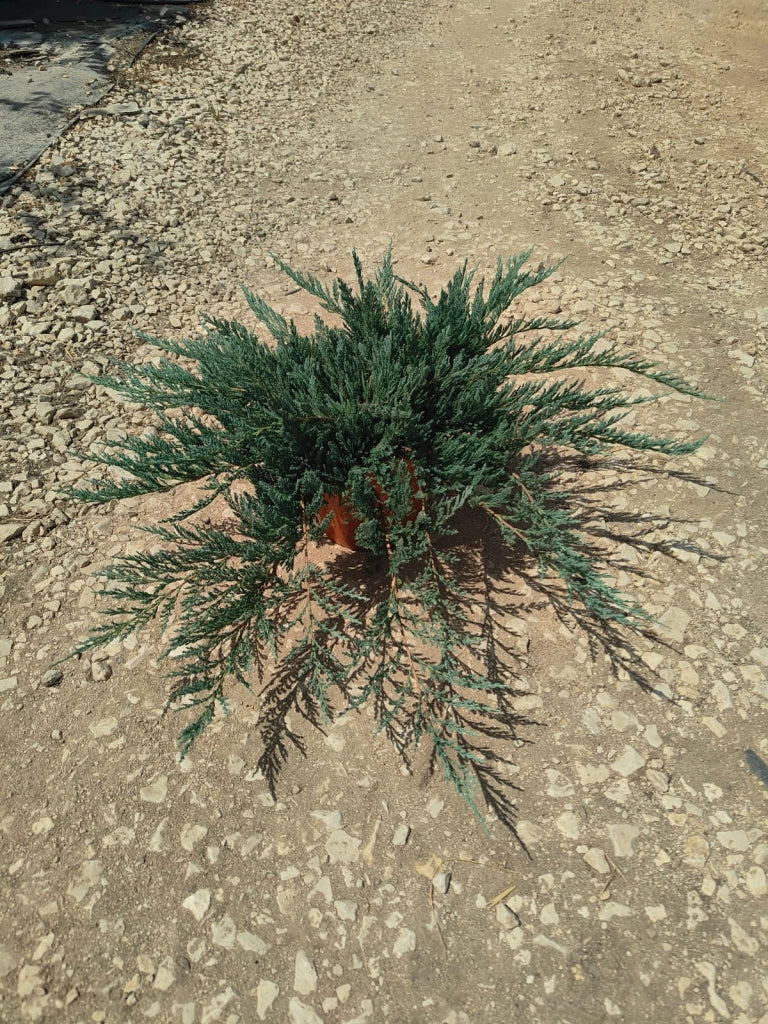 Ginepro Juniperus Horizontalis Blue Chip Vaso 24 cm Conifera Tappezzante