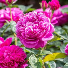 Rosa Barni James Austin cespuglio rifiorente profumato ornamentale