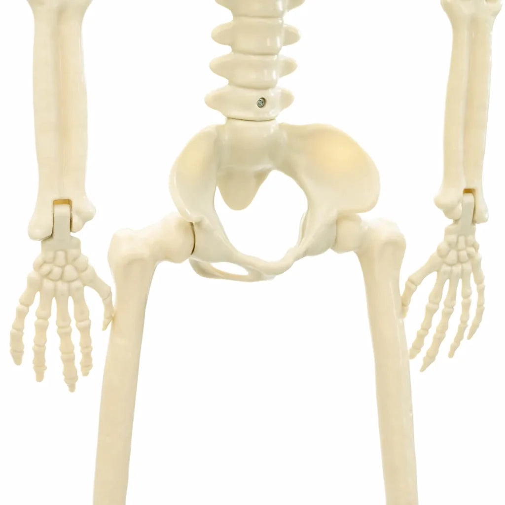 Scheletro di Halloween 2 pz Bianco 85 cm PVC CFW1157158