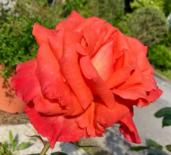 Rosa Anne Vanderlove: colore caldo e fioritura continua dal fascino delicato