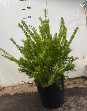Grevillea juniperina vaso 24cm foto reali
