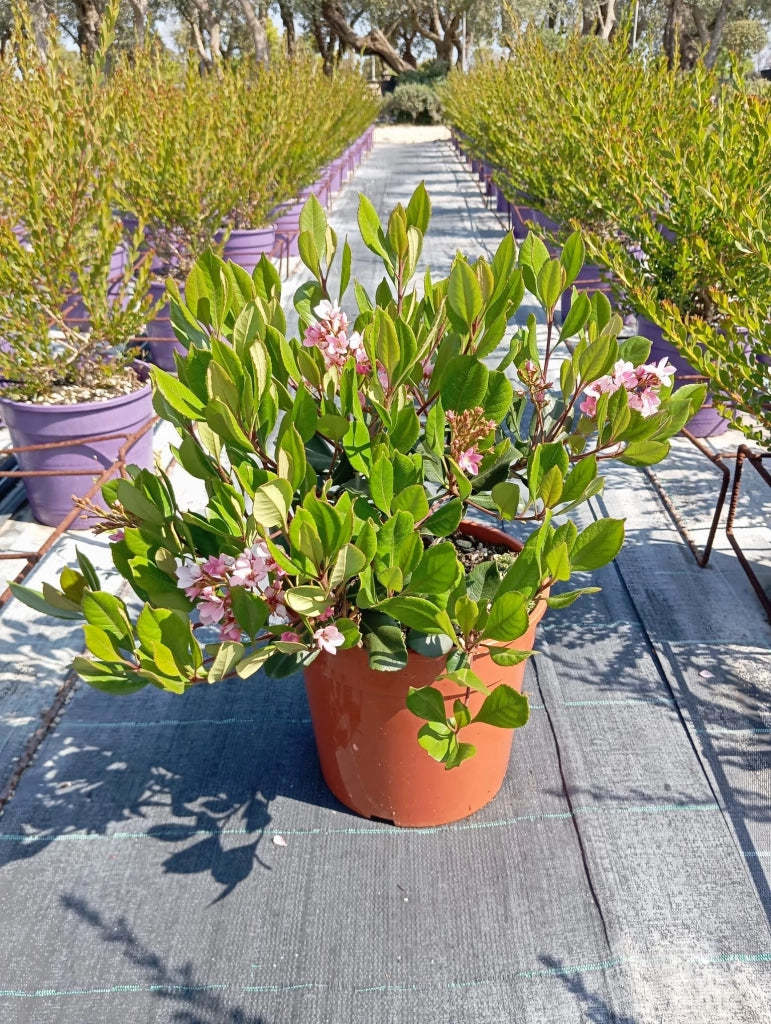 RHAPHIOLEPIS SPRINGTIME ROSA VASO 24