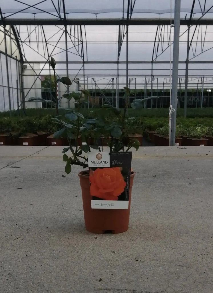 Gardenaria Rosa 'Louis De Funes' - Rosa da giardino Altezza: 40/50 cm (vaso20)