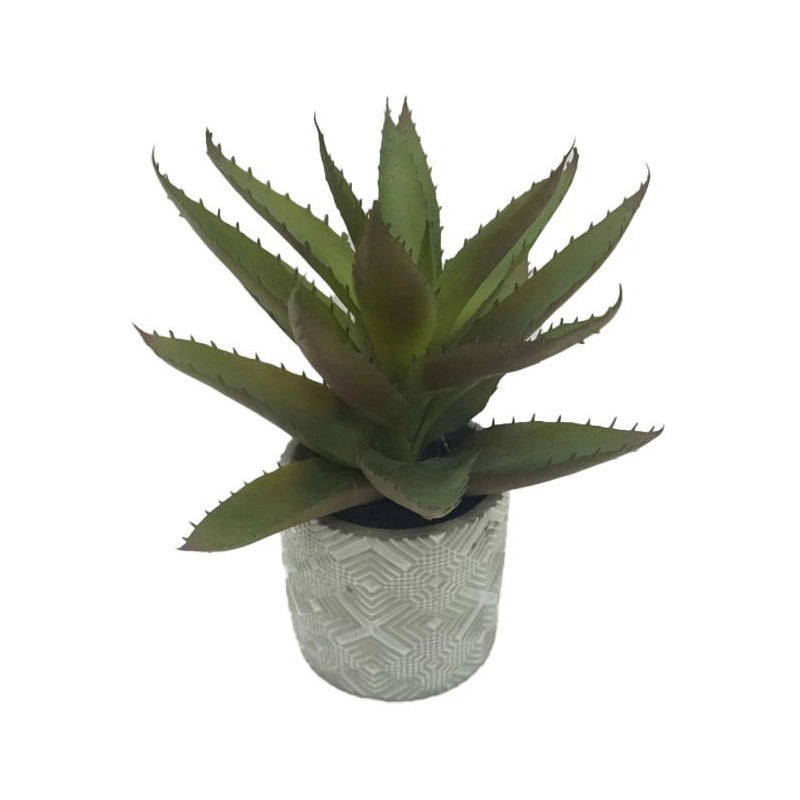 Set di 4 Aloe Con Vaso H 30cm
Vaso Di Cemento