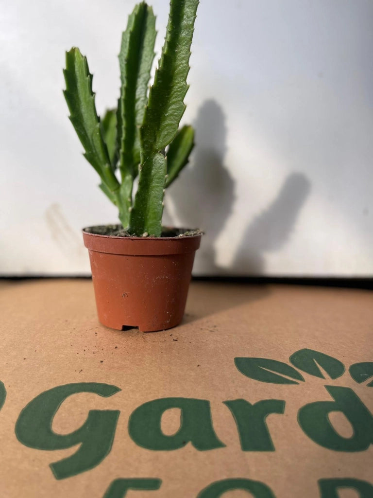 Stapelia gigantea vaso 10,5cm foto reali pianta grassa