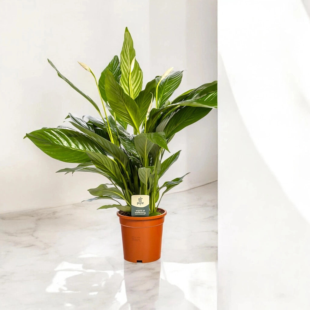 Gardenaria Spathiphyllum 'Sweet Lauretta' - Pianta da interno ornamentale Altezza: 80 cm (vaso 19)