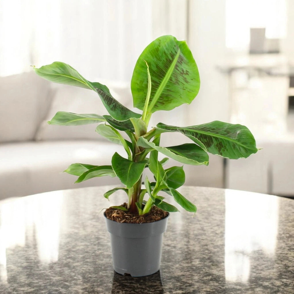 Gardenaria Musa tropicana - Pianta da interno ornamentale Altezza: 50 cm (vaso 17)