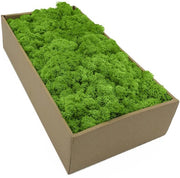 Mos naturale in 5 diverse colori 250g / 500g / 1kg conservato naturalmente per arte con licheni, decorazione e modellismo (verde chiaro erba)