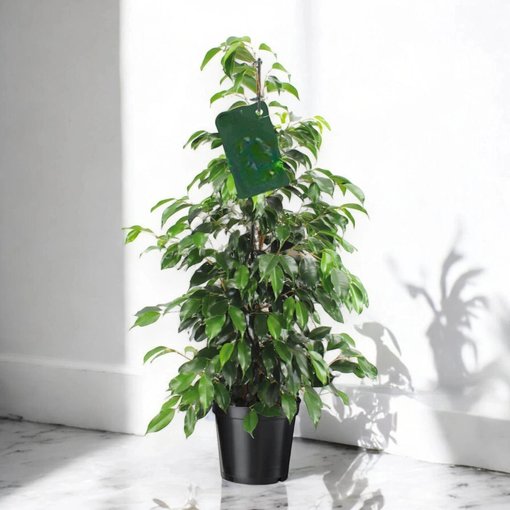 Gardenaria Ficus benjamina 'Danielle' - Pianta da interno ornamentale Altezza: 100 cm (vaso 21)
