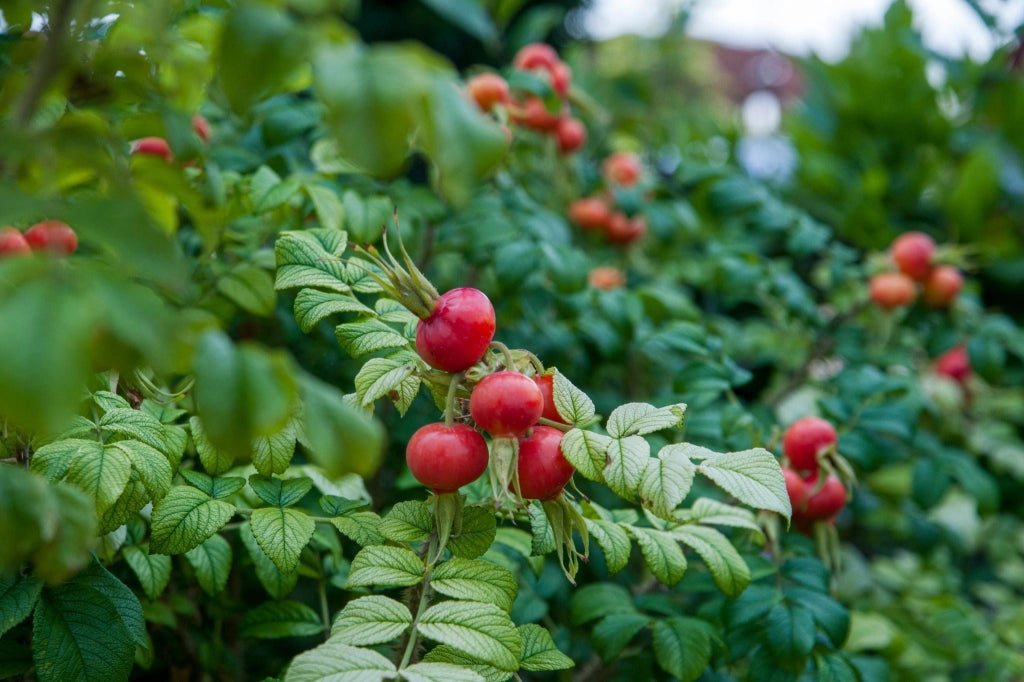 ROSA RUGOSA VASO 18