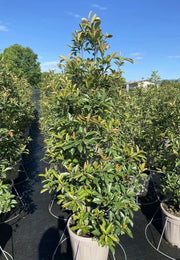 Gardenaria Photinia fraseri 'Red Robin' - Arbusto ornamentale da giardino Altezza: 125/175 cm (vaso24)