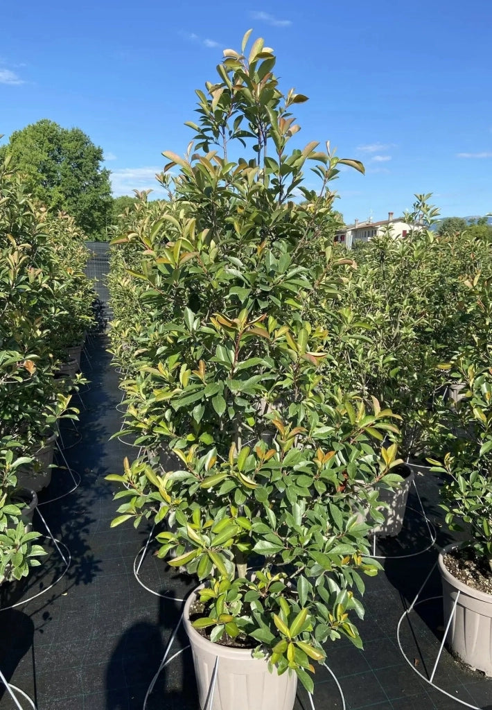 Gardenaria Photinia fraseri 'Red Robin' - Arbusto ornamentale da giardino Altezza: 125/175 cm (vaso24)
