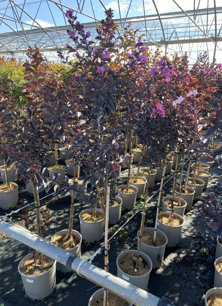 Gardenaria Lagerstroemia indica 'Black Solitaire Purely Purple' - Arbusto ornamentale da giardino Altezza: 40/60 cm (vaso19)