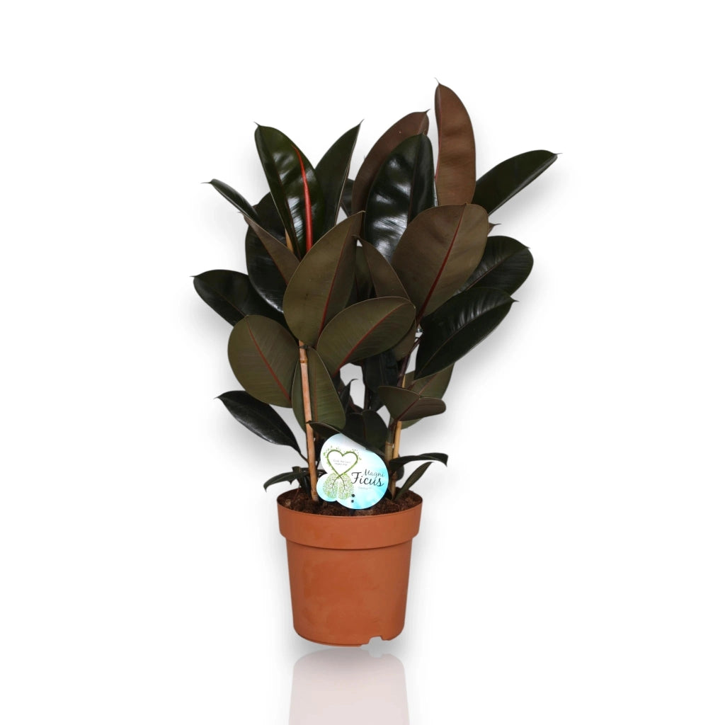 Gardenaria Ficus elastica 'Abidjan' - Pianta da interno ornamentale Altezza: 120/150cm (vaso 22)