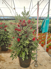 METROSIDEROS EXCELSA (ALBERO DI NATALE NEOZELANDESE) VASO 55