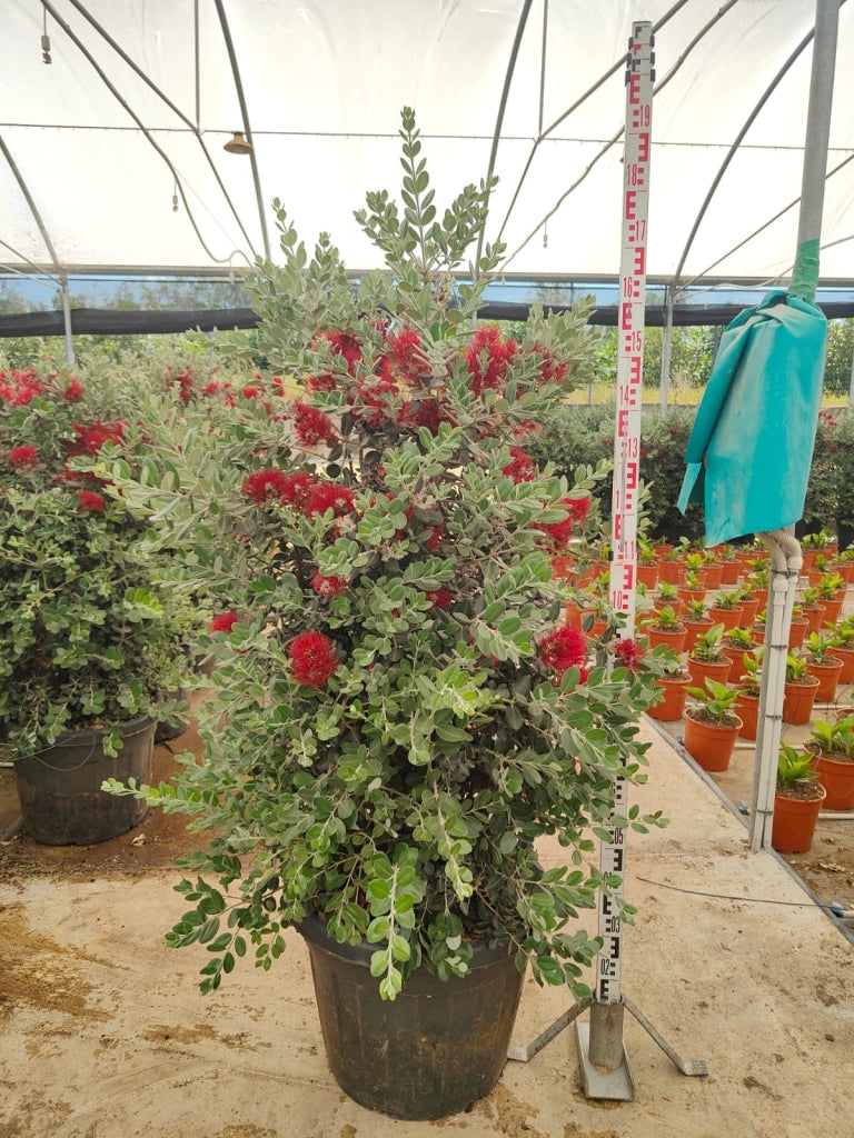 METROSIDEROS EXCELSA (ALBERO DI NATALE NEOZELANDESE) VASO 55