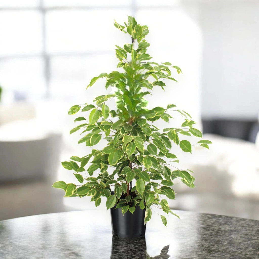 Gardenaria Ficus benjamina 'Golden King' - Pianta da interno ornamentale Altezza: 100 cm (vaso 21)
