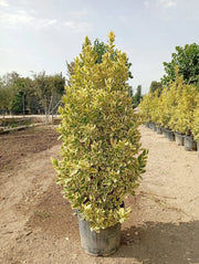 EUONYMUS JAPONICUS CESP.40 BRAVO