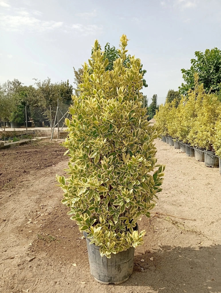 EUONYMUS JAPONICUS CESP.40 BRAVO