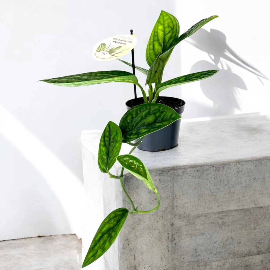 Gardenaria Monstera obliqua 'Peru' - Pianta da interno ornamentale Altezza: 25 cm (vaso 12)