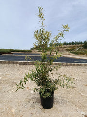 OLEA EUROPAEA CESP.24 CIPRESSINO Lt.7