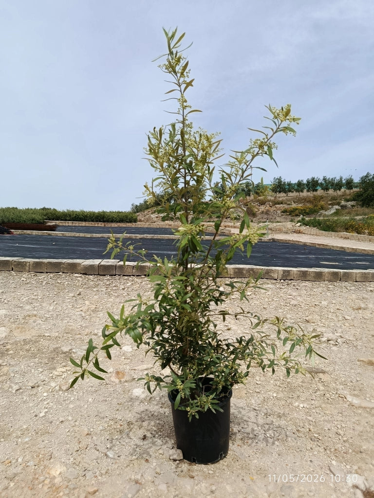 OLEA EUROPAEA CESP.24 CIPRESSINO Lt.7