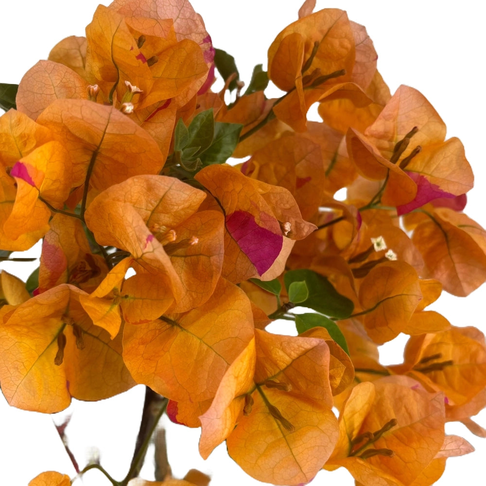 Pianta di Bouganvillea piramide Giallo H 70 cm in vaso 18 cm
