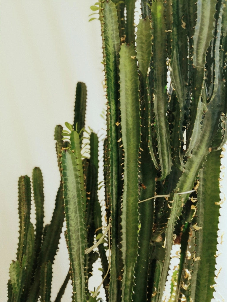 EUPHORBIA INGENS (EUFORBIA CANDELABRO) VASO 25