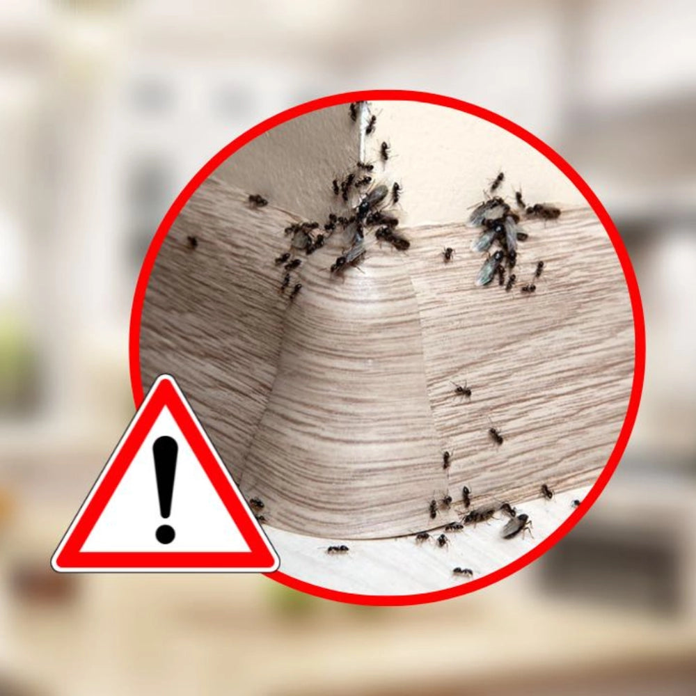 Esca formiche insetticida gel professionale eliminazione colonia rapida 6 giorni ekostop