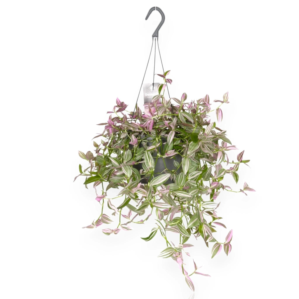Gardenaria Tradescantia fluminensis 'Pink hill' - Pianta da interno ornamentale Altezza: 40 cm (vaso 17)