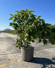 Gardenaria Ortensia - Hydrangea Quercifolia 'Alice' - Pianta acidofila ornamentale da esterno Altezza: 40/50 cm (vaso19)