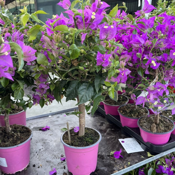 Pianta di BOUGANVILLEA SANDERIANA fiore VIOLA ad alberello in vaso 14 cm