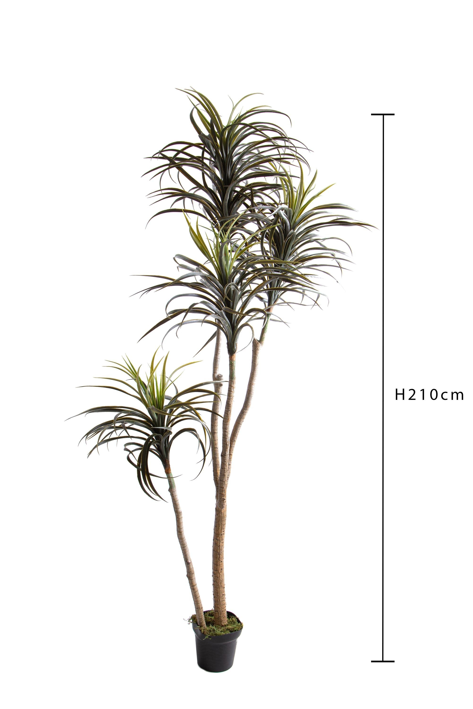 Pianta Artificiale Nolina Recurvata H 210 cm