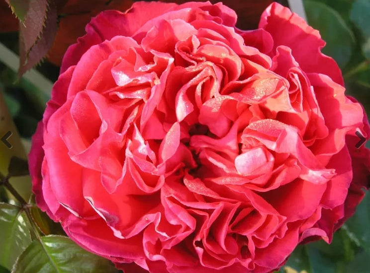 Rosa TRAVIATA ® Meilavio