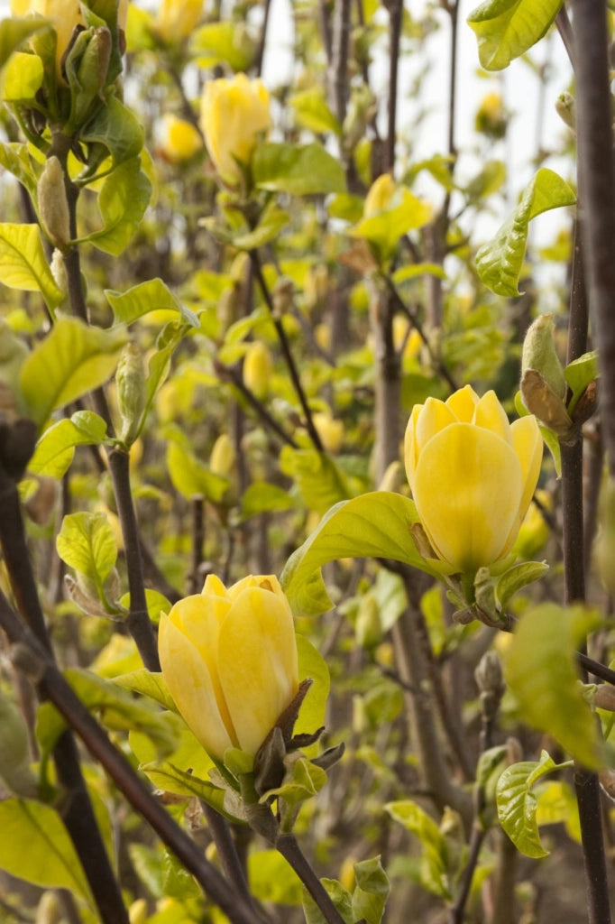 Pianta di Magnolia x brookynensis “Yellow Bird” fiore giallo