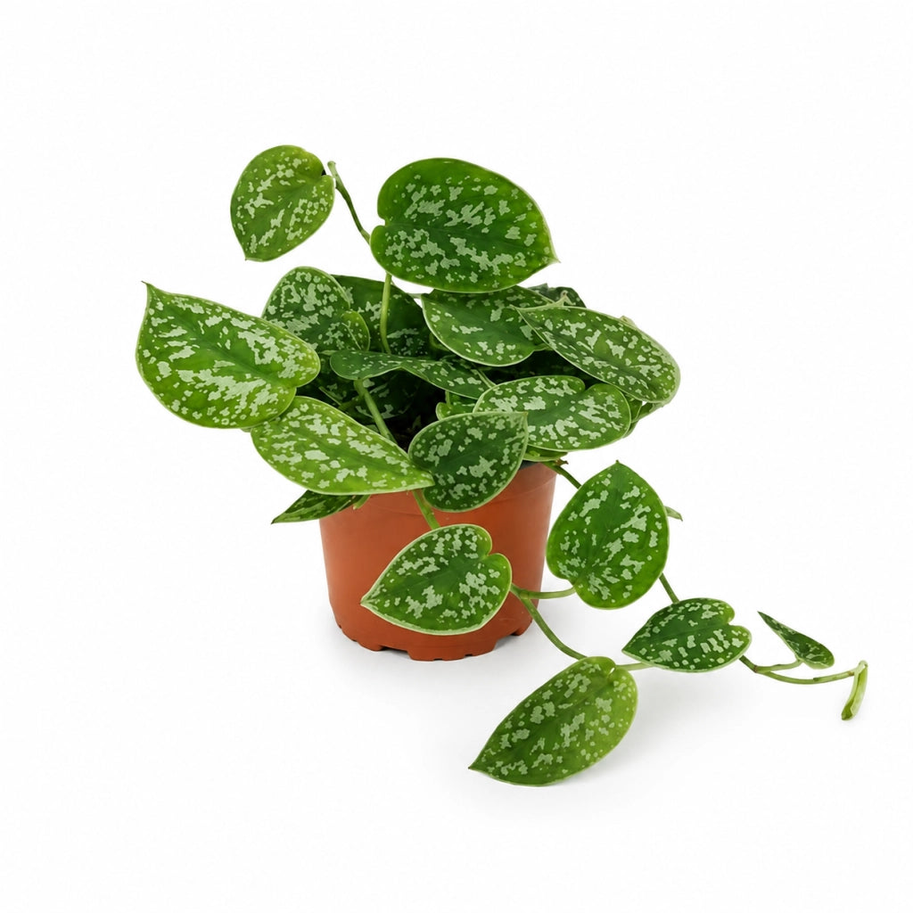 Gardenaria Scindapsus pictus 'Argyraeus' - Pianta da interno ornamentale Altezza: 30 cm (vaso 23)
