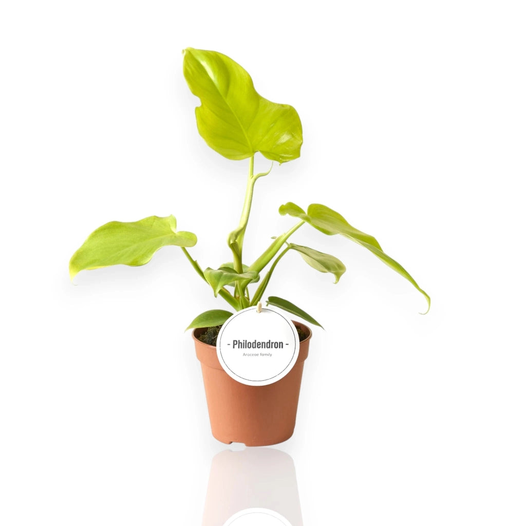 Gardenaria Philodendron 'Golden violin' - Pianta da interno ornamentale Altezza: 40 cm (vaso 12)